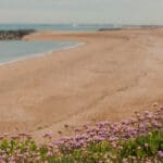 Seal Bay, Spring 2026 - Part 1